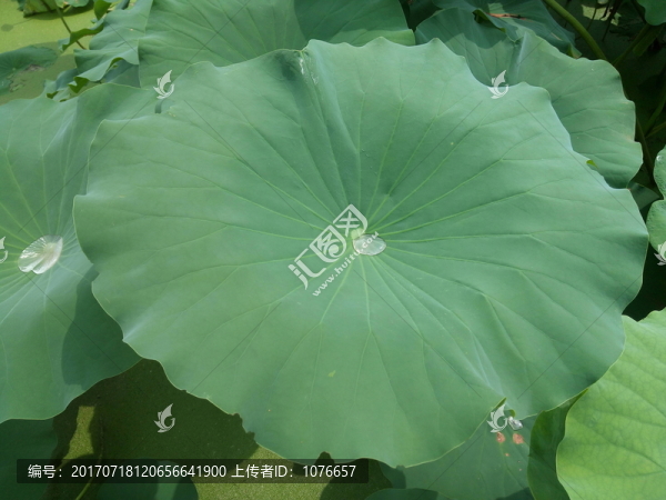 綠色荷葉