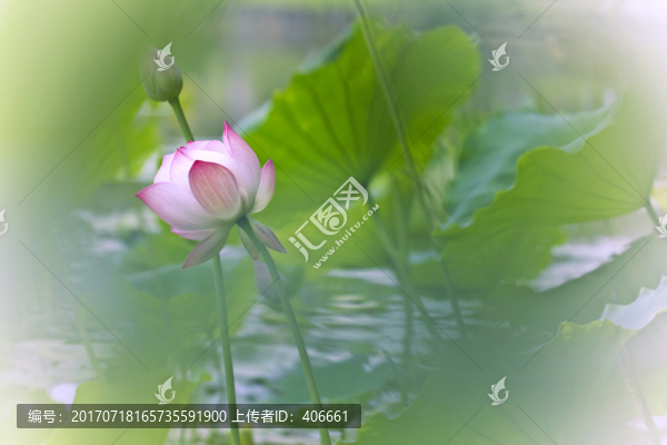 夢(mèng)幻荷花