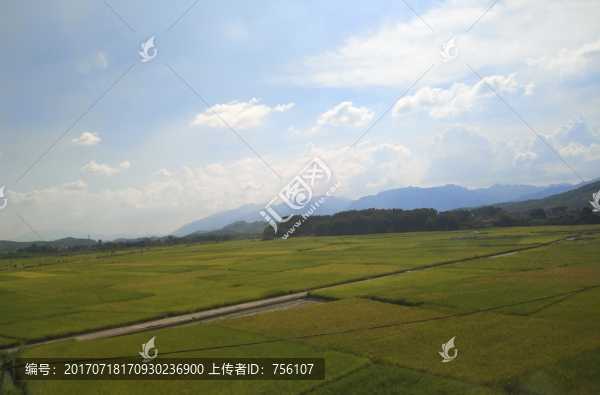 稻田