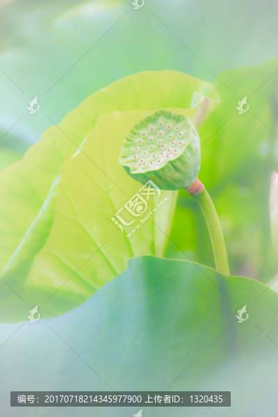 荷韻
