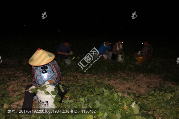 夜半摘豆忙,（12）