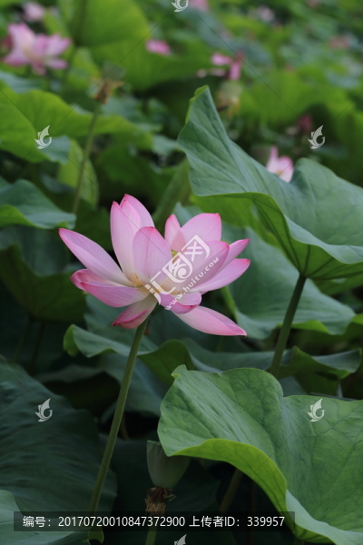 荷花,荷葉