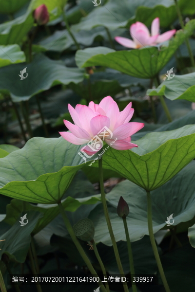 荷花,荷葉