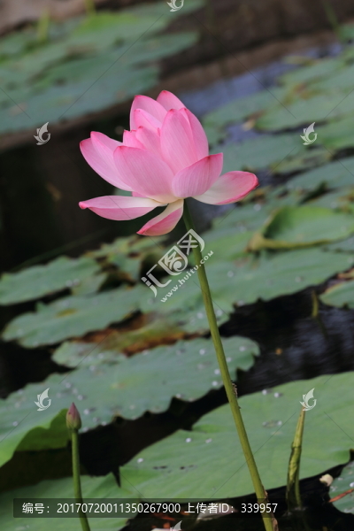 荷花,荷葉