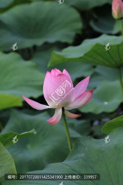荷花,荷葉