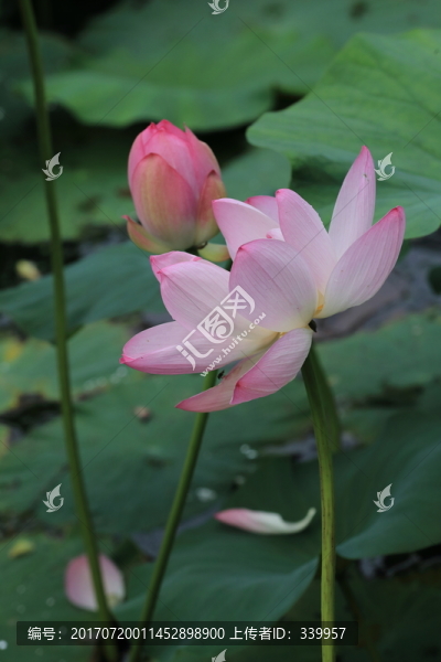 荷花,荷葉