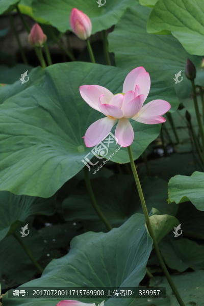 荷花,荷葉