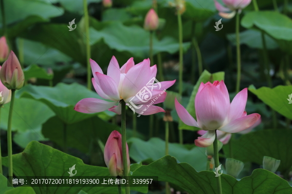 荷花,荷葉
