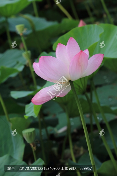 荷花,荷葉