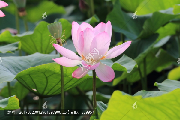 荷花