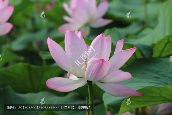荷花,荷葉
