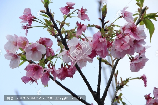 重慶南山植物園