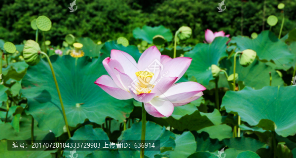 荷花蓮花蓮子