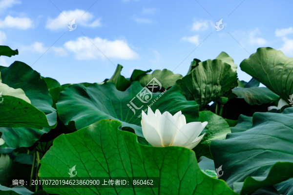 荷花圖片