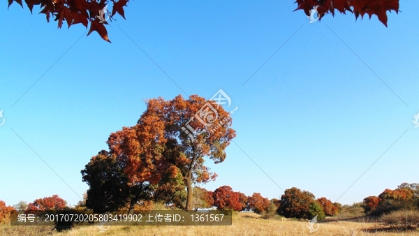 五角楓和藍(lán)天