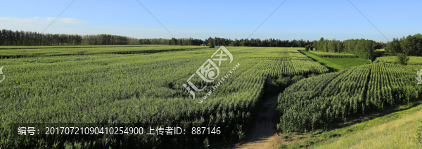 開魯農(nóng)田