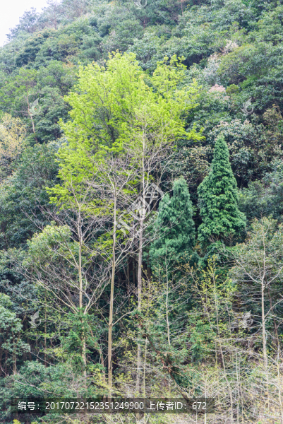 山林綠樹