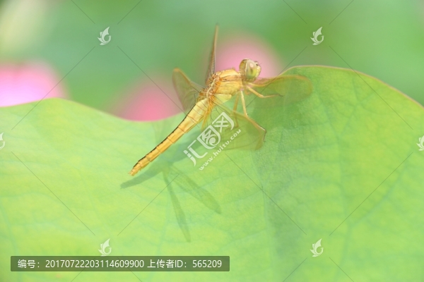 蜻蜓