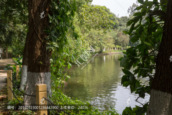 園林景觀,樹木