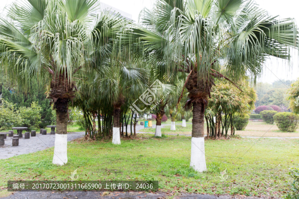 園林,樹木