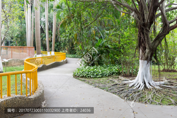 園林景觀,樹木