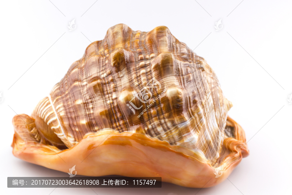 萬寶螺