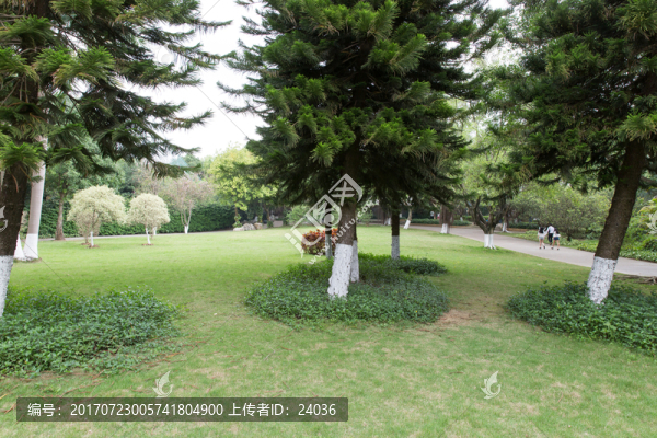 園林,樹(shù)木