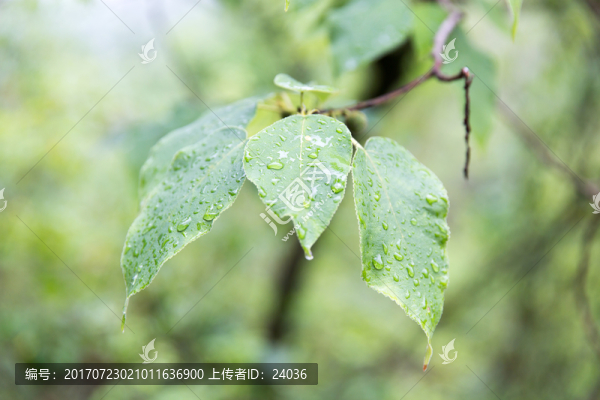 樹(shù)葉