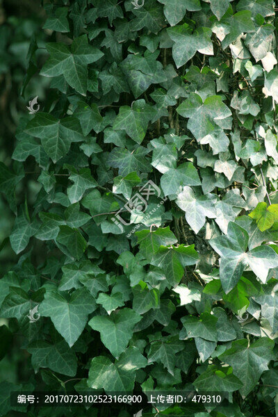 綠植,植物墻