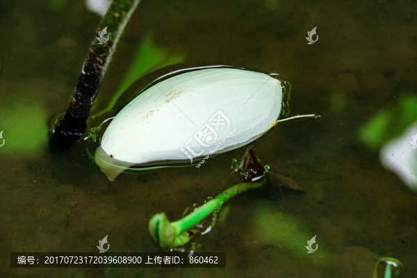 殘花,水面荷花瓣