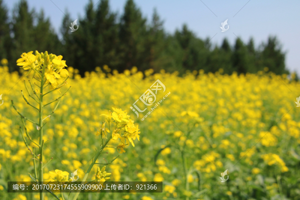 油菜花