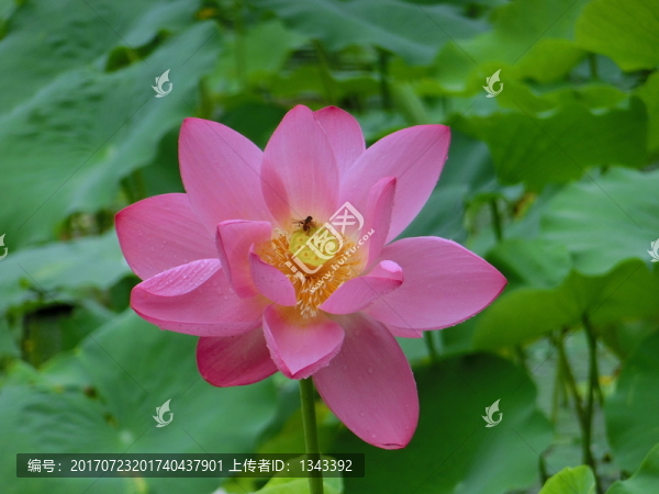 荷花,荷葉