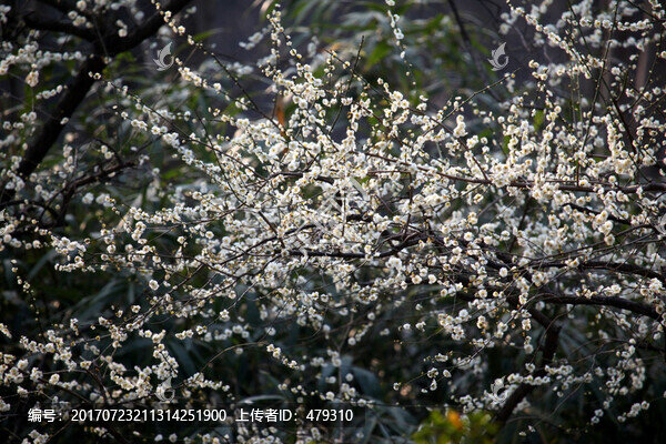 南京,雨花臺