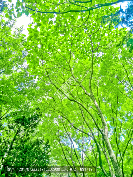樹林