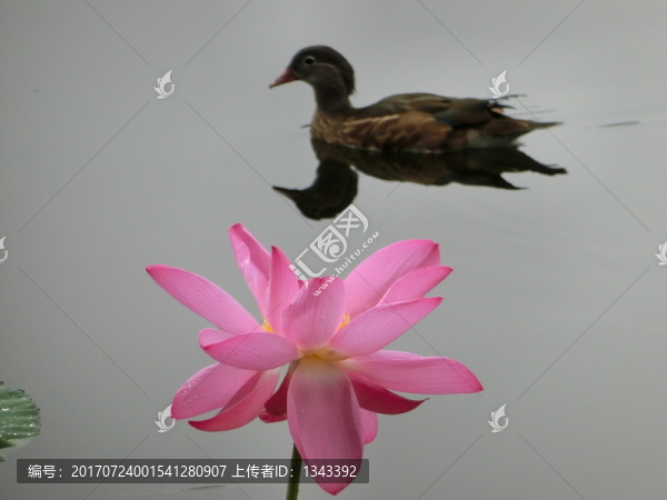 野鴨