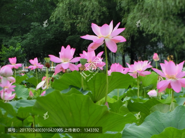 荷花