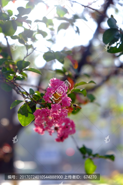 采紫薇花蜜的蜜蜂