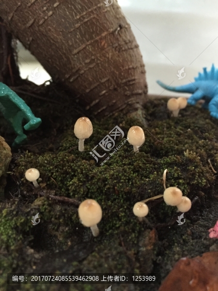 雨后小磨菇