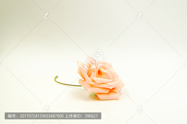 一朵玫瑰花
