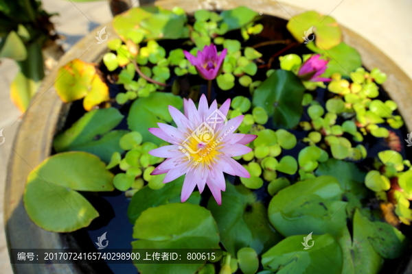 蓮花