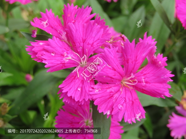 石竹花,石竹特寫