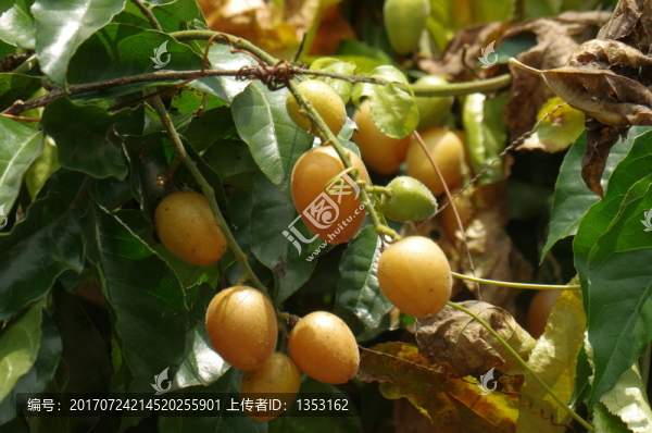 黃皮