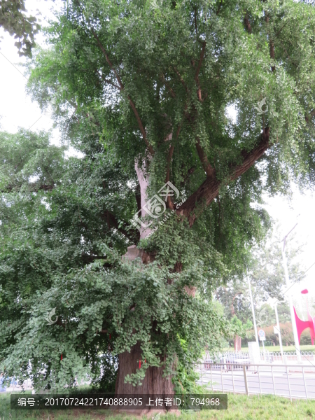 銀杏樹(shù),古樹(shù)