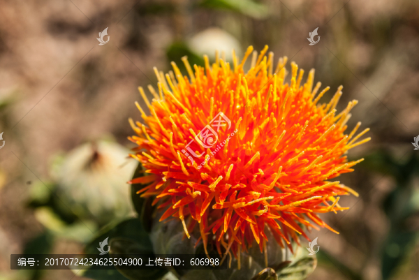 新疆紅花