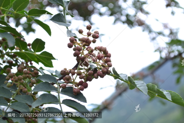 花椒