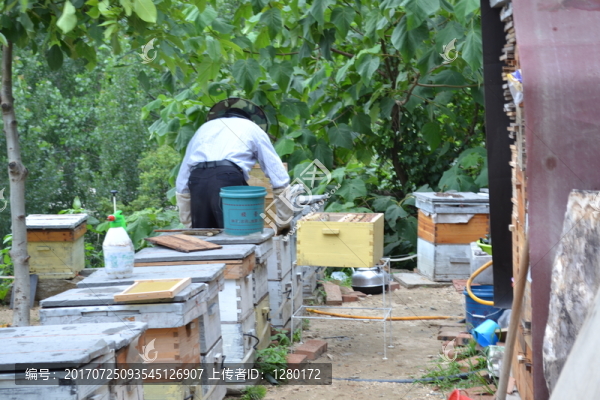養(yǎng)蜂場