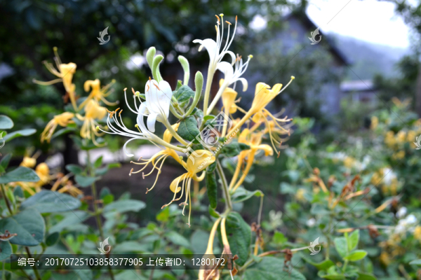 金銀花