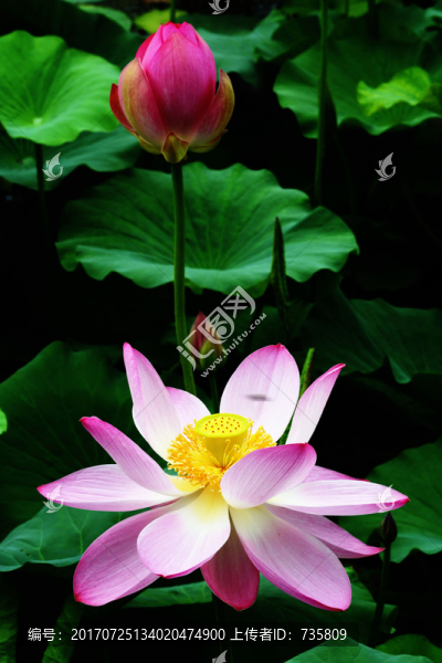 荷花
