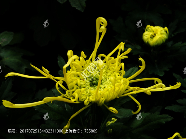 秋菊