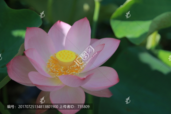 荷花